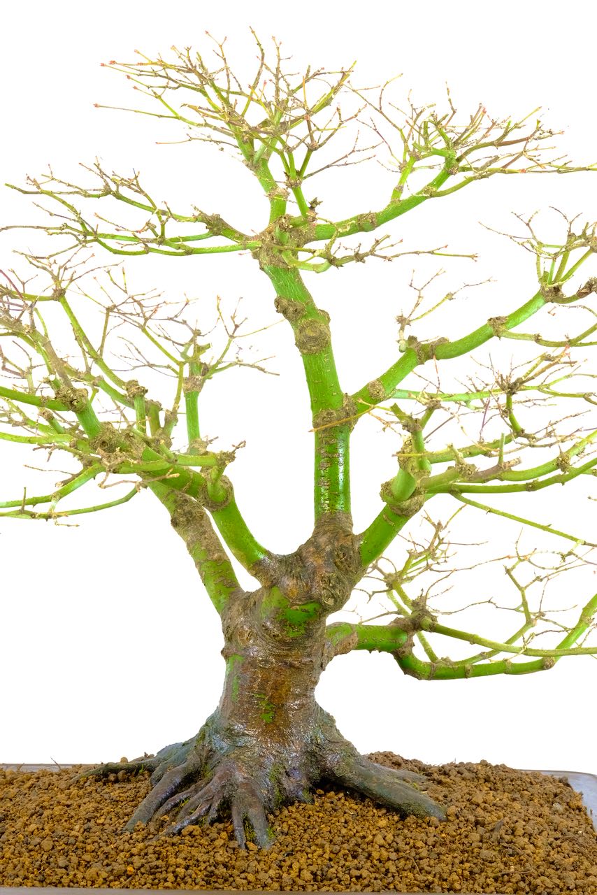 Incredible branch structure