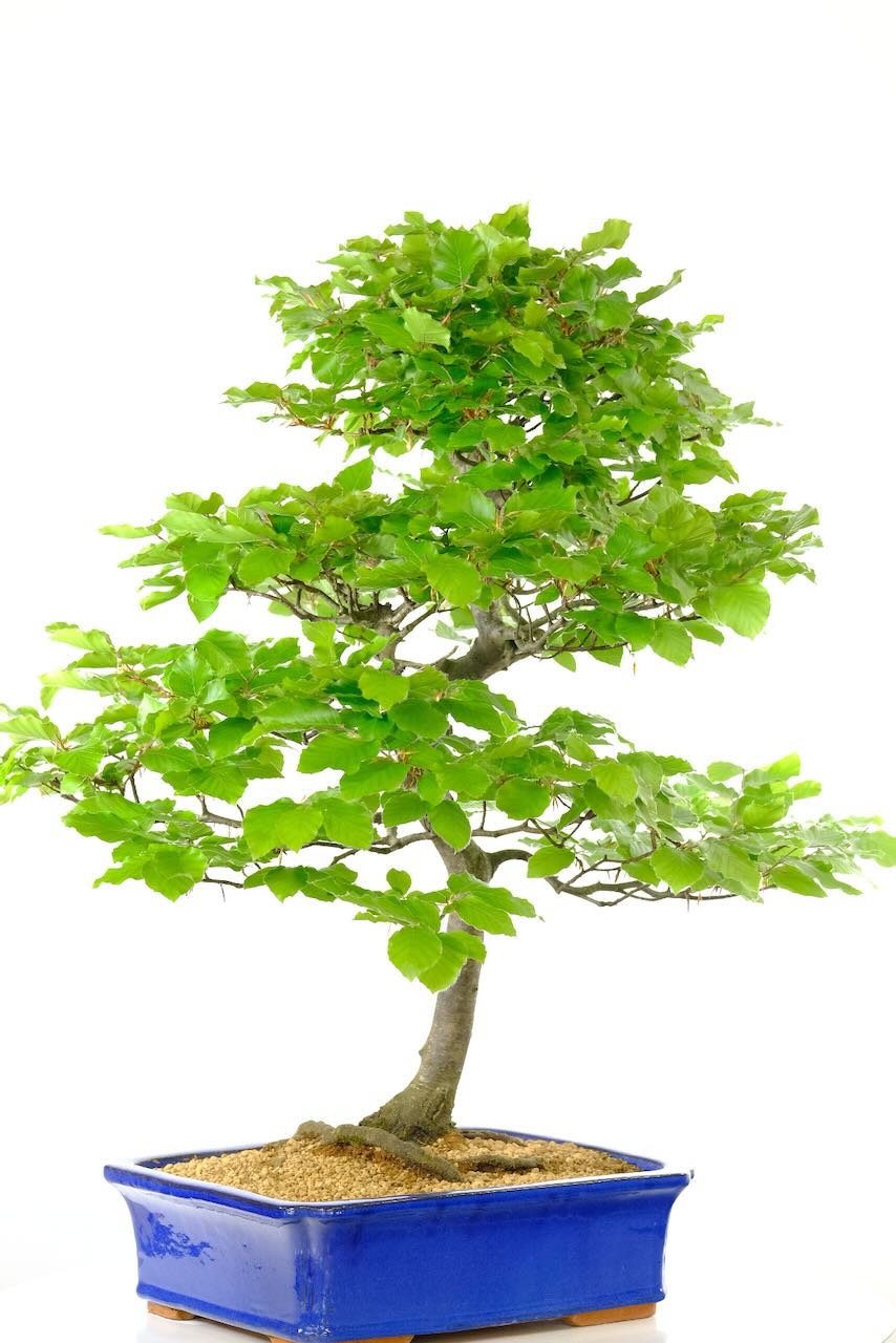 FREE fast delivery available to most of the UK