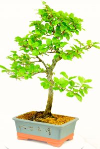 Lovely teal pot with etchings and spring blossom