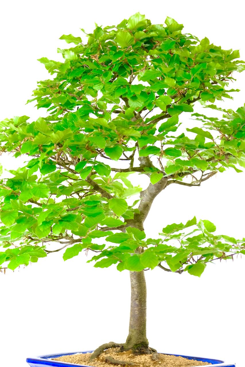 Very hardy, easy care mature impressive bonsai for sale