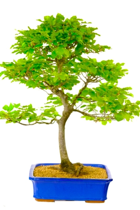 Truly spectacular Japanese White Beech Bonsai for sale