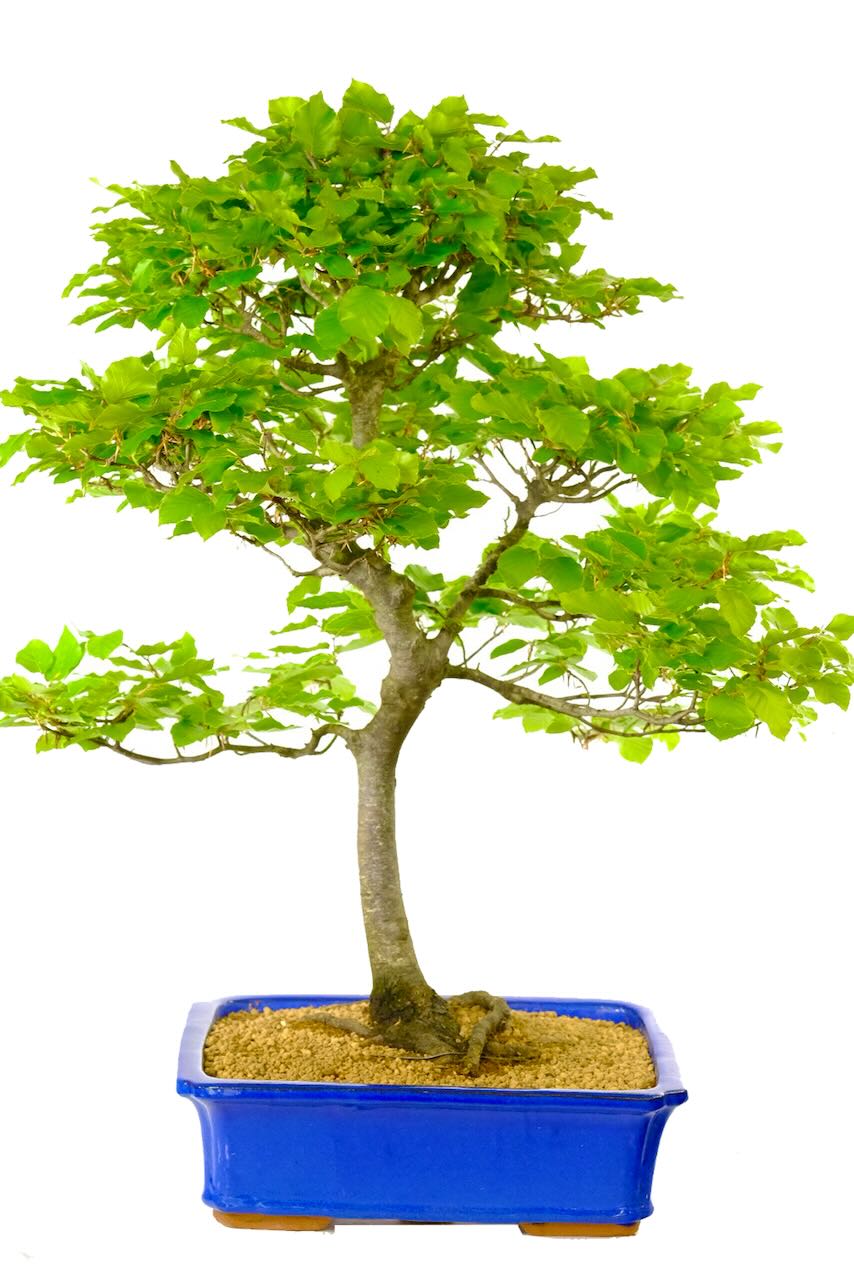 Truly spectacular Japanese White Beech Bonsai for sale