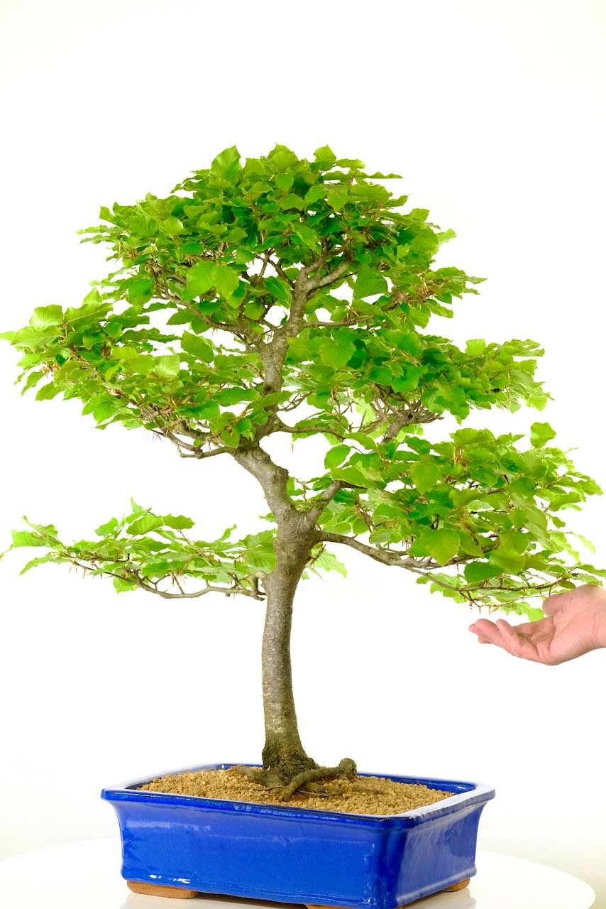 Impressive hardy specimen bonsai tree in bright blue pot 900cm in height