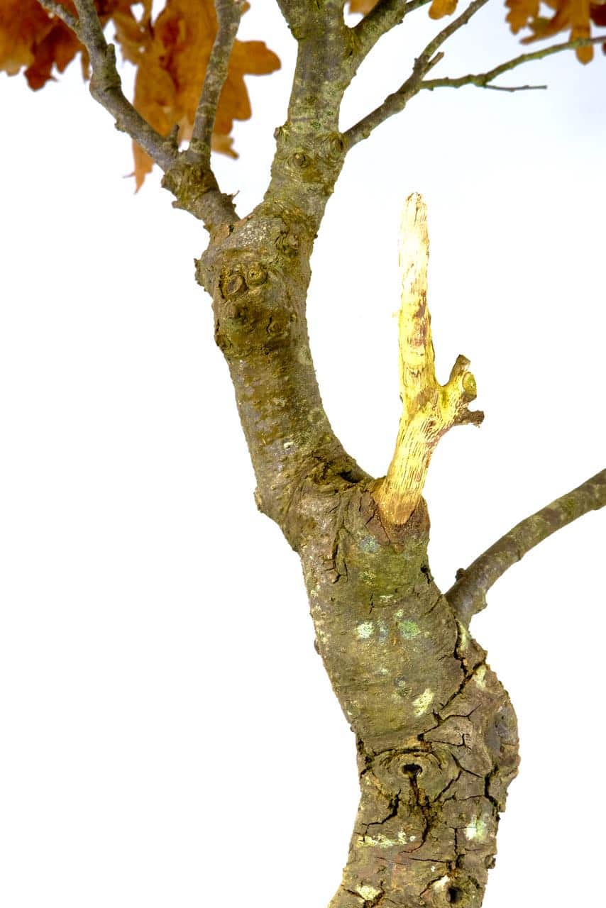 Outstanding 30 year old Turkey Oak (Quercus Cerris) Bonsai with Fantastic Jin