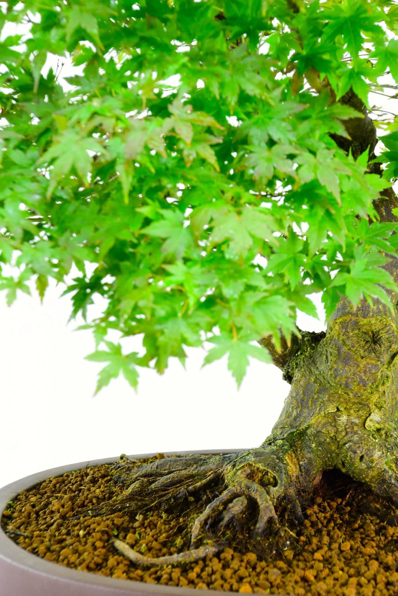 Traditional ceramic bonsai pot