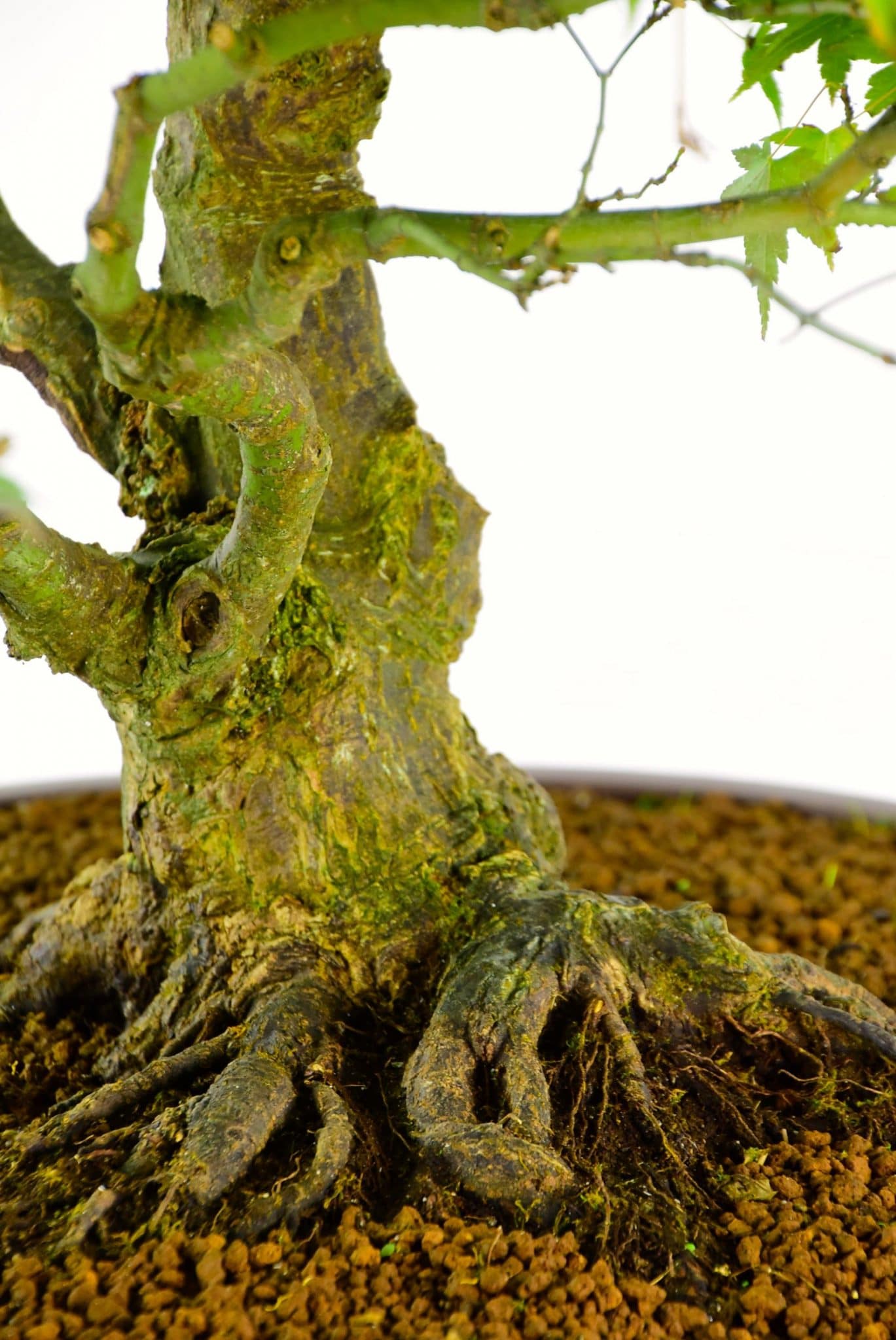 Incredible nebari and general features