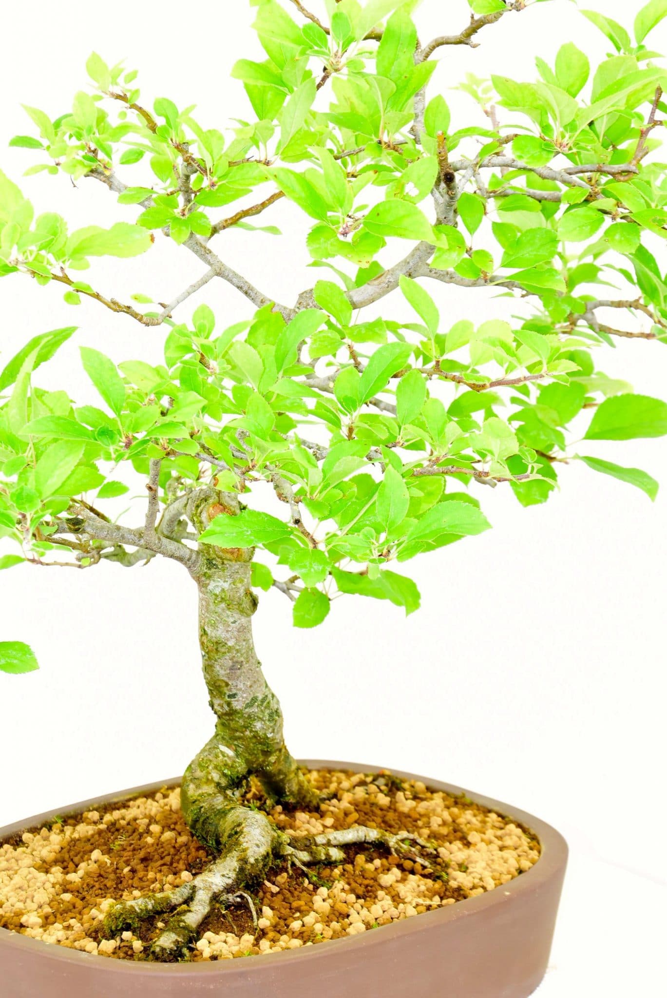 Outstanding exposed roots for character