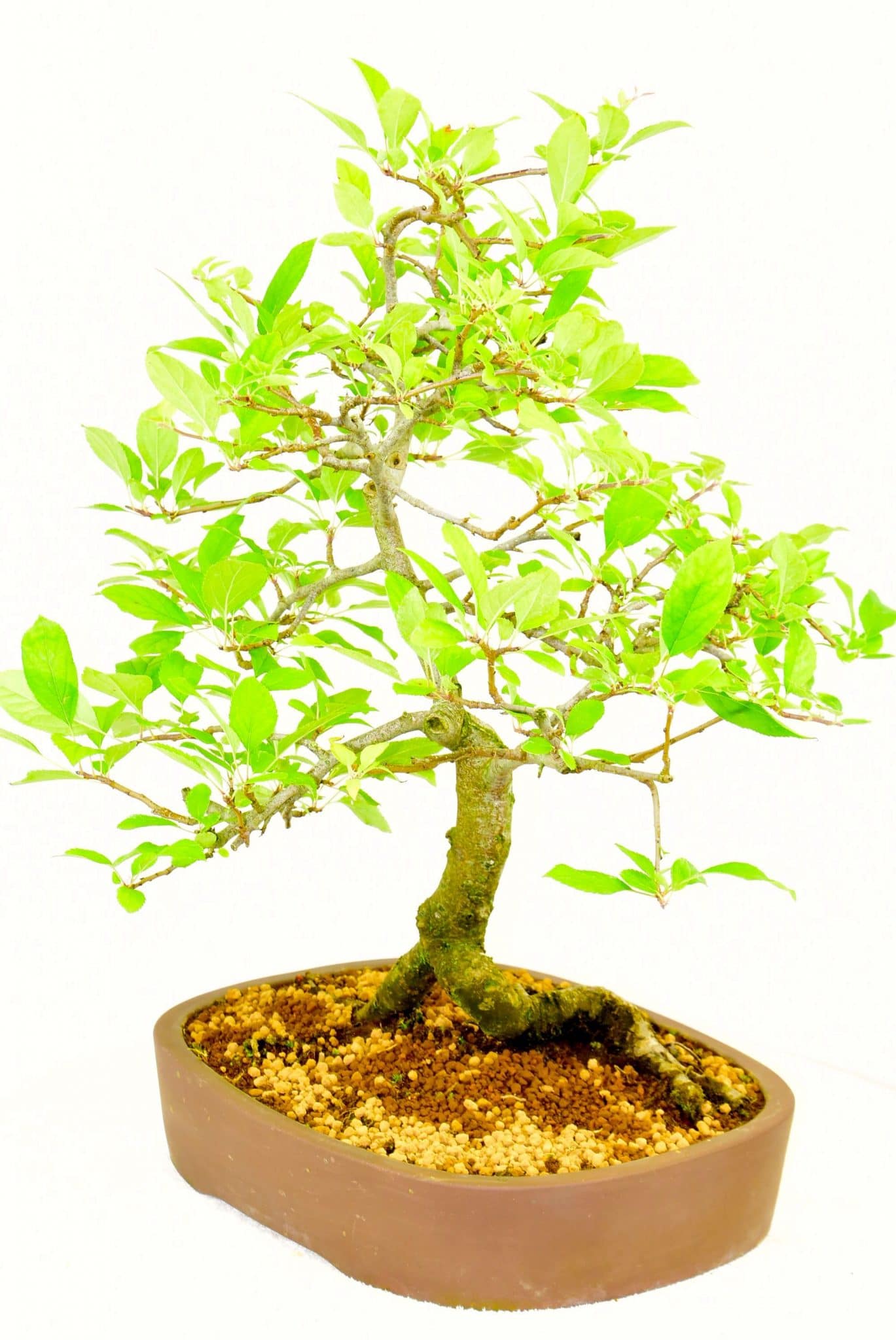 Malus flowering bonsai