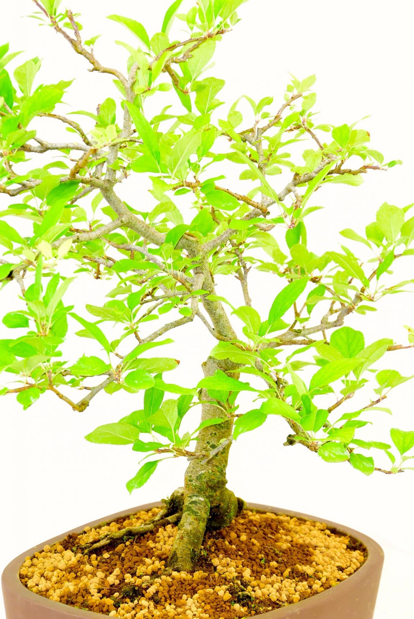 Exquisite flowering hardy outdoor bonsai for sale