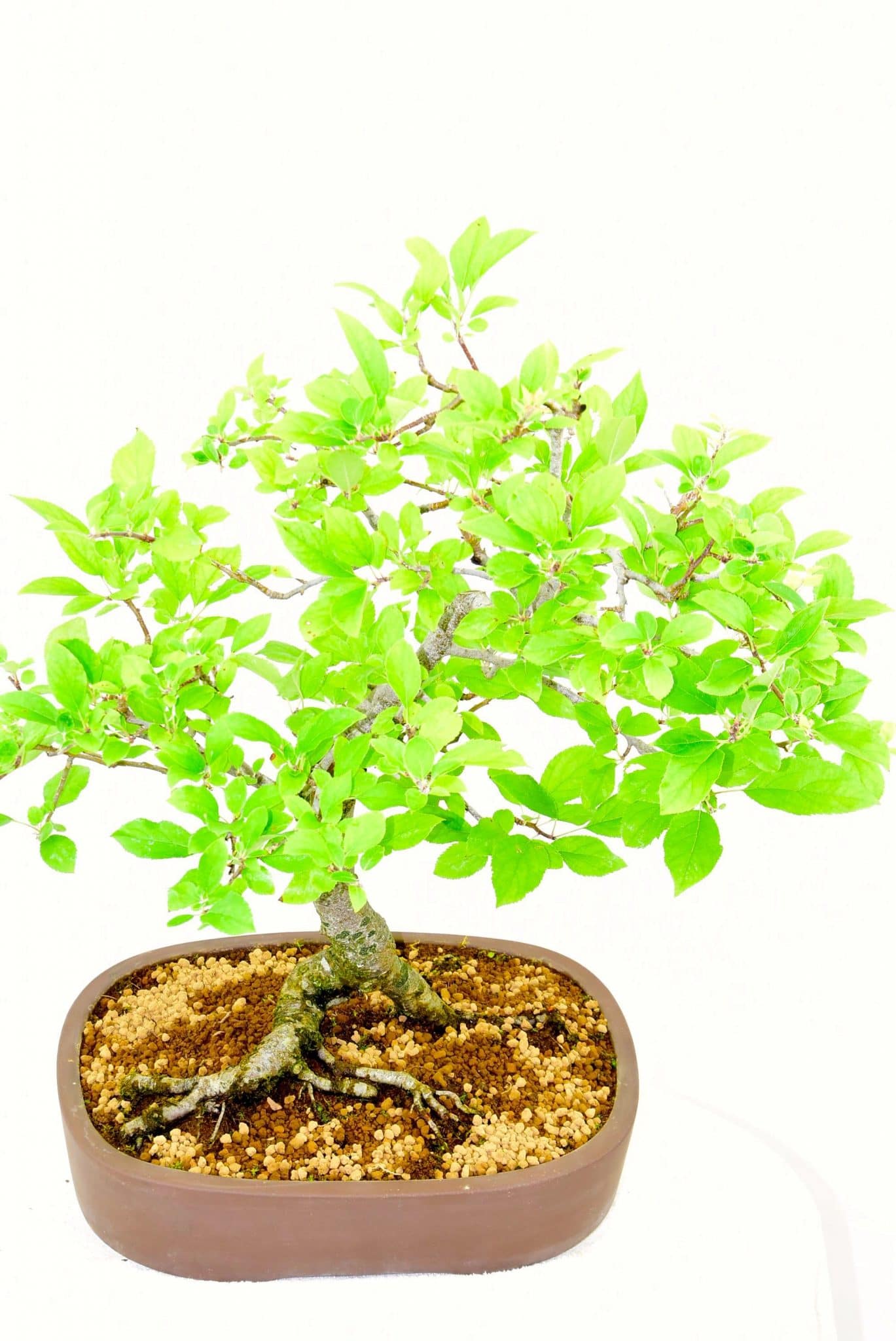 Phenomenal outdoor bonsai