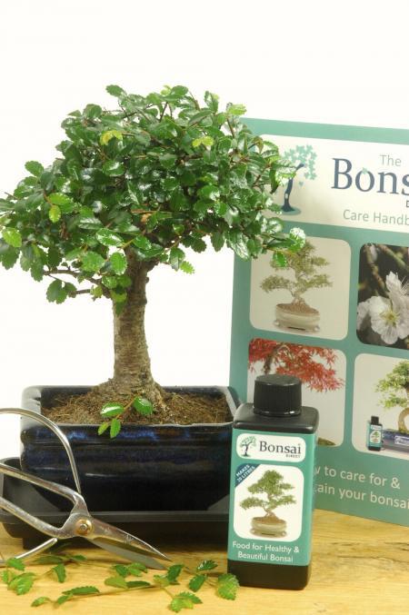 Comprehensive Beginners Baby Bonsai Set