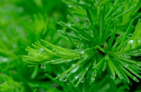 Larch in the rain