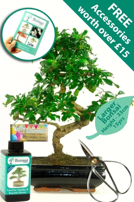 Retirement indoor Fukien Tea Tree bonsai for sale UK