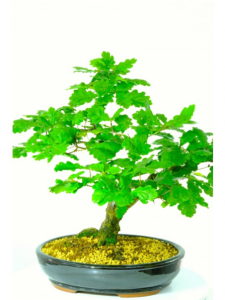 King of the English woodland