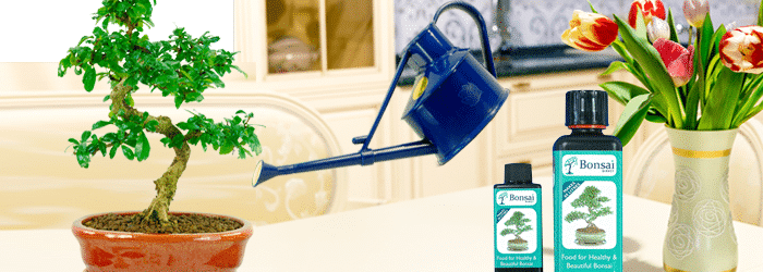 Feeding your bonsai tree