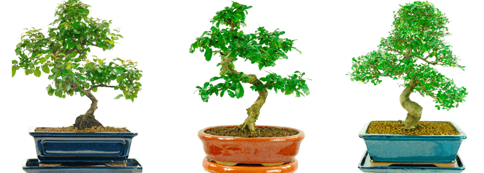 Help me choose my indoor bonsai tree