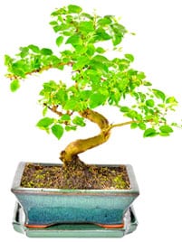 Ligustrum