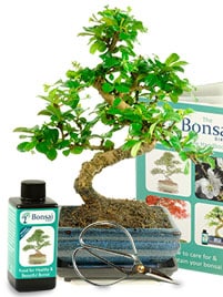 Flowering indoor bonsai | Monthly bonsai special offer