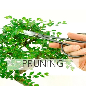 Bonsai pruning tools for sale