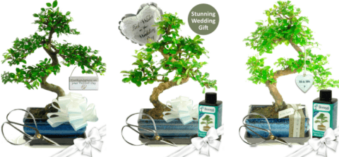Wedding bonsai tree gifts