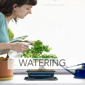 Bonsai watering accessories for sale