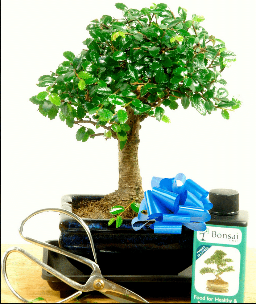 Lovely beginners mini bonsai kit