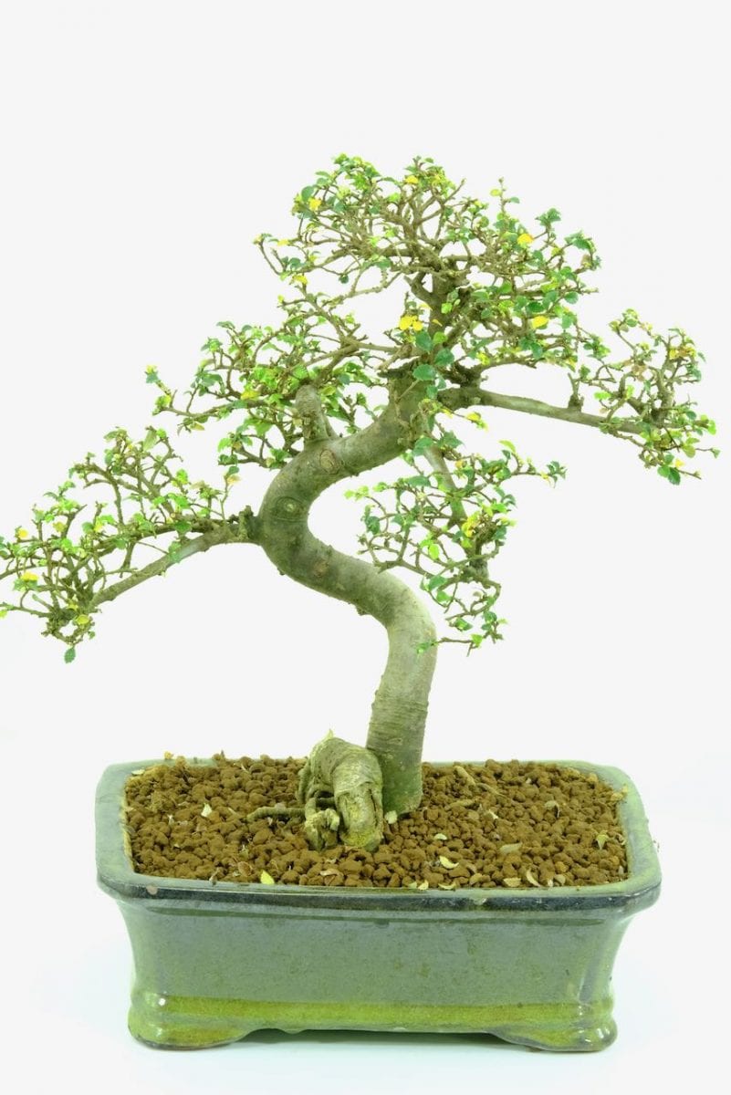 bonsai dropped all leaves