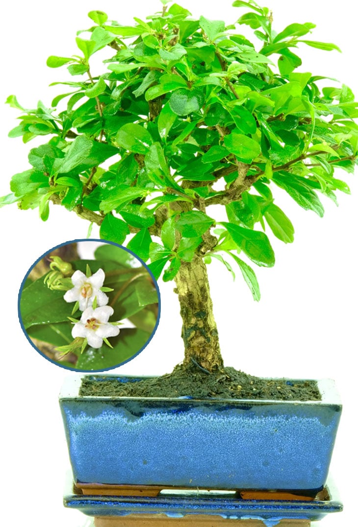 Tiny Bonsai Tree | Flowering Oriental Tea Tree - Orchard Style - White Flowers