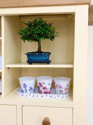 A very pretty indoor bonsai - ideal for a shelf of windowsill