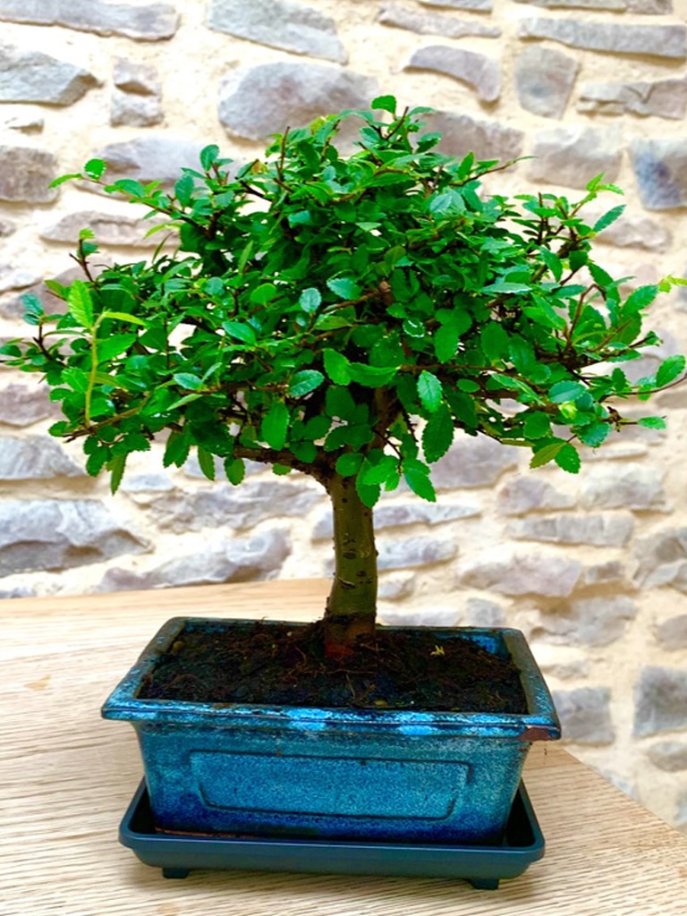 Chinese Elm Easy Care Beginners Special Offer Bonsai for sale