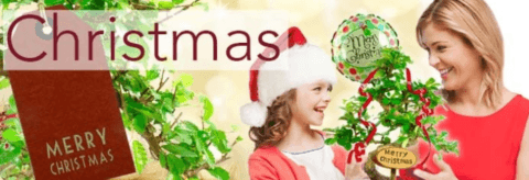 Christmas bonsai tree gifts for sale UK