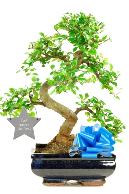 Dad you're the best bonsai gift