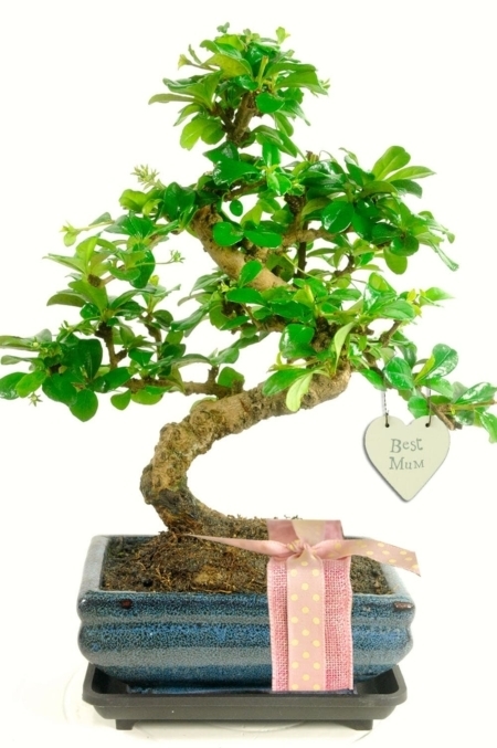 Unusual flowering gift your your special mum