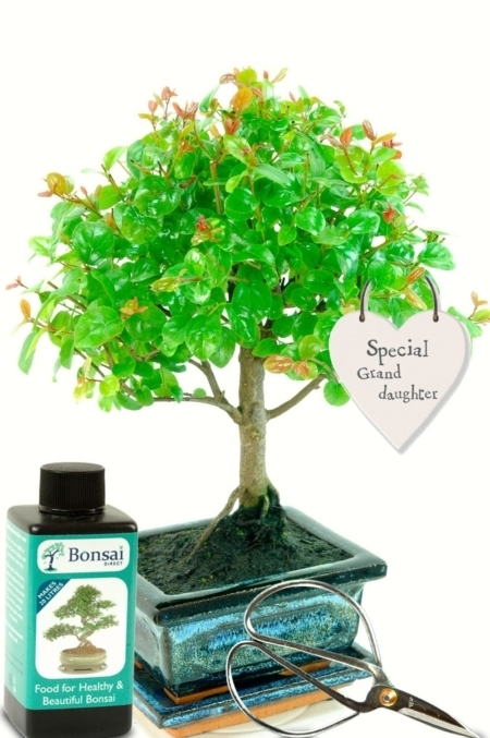 The perfect gift for your special Granddaughter