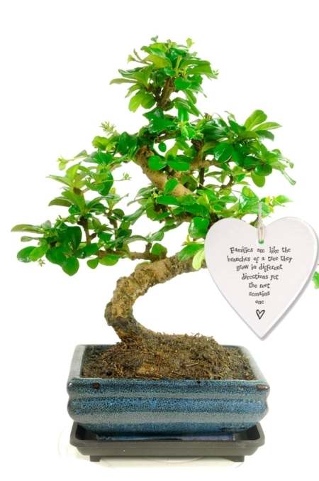 Families are like the branches of a tree -- one root.