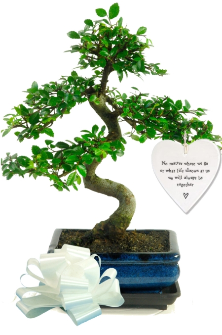 Twisty Chinese Elm bonsai gift with porcelain heart for sale UK