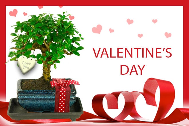 Valentines Day bonsai gifts for sale