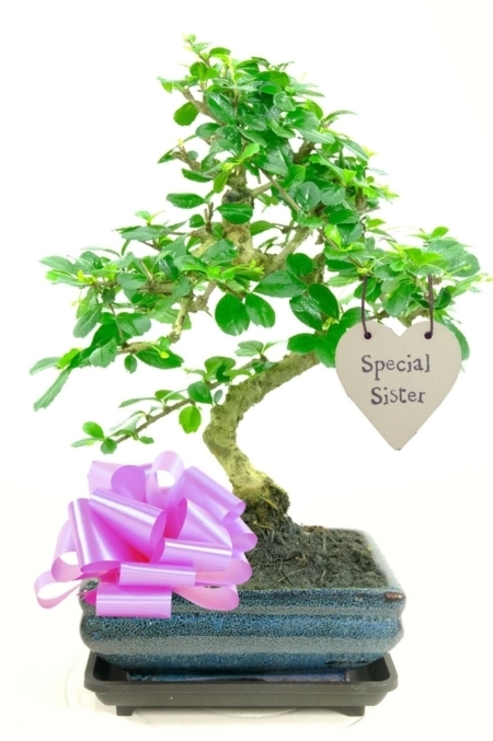 Flowering gift for my special sister