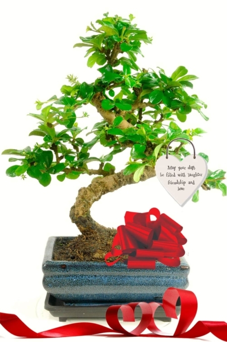 May your days be filled with laughter, friendship & love. bonsai tree gift