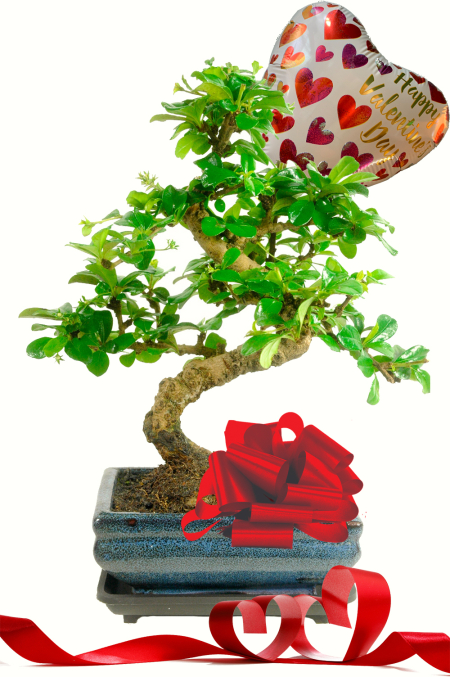 Flowering indoor Valentines Day gift | Fukien Tea Tree bonsai UK