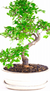 Large specimen indoor bonsai trees for sale UK