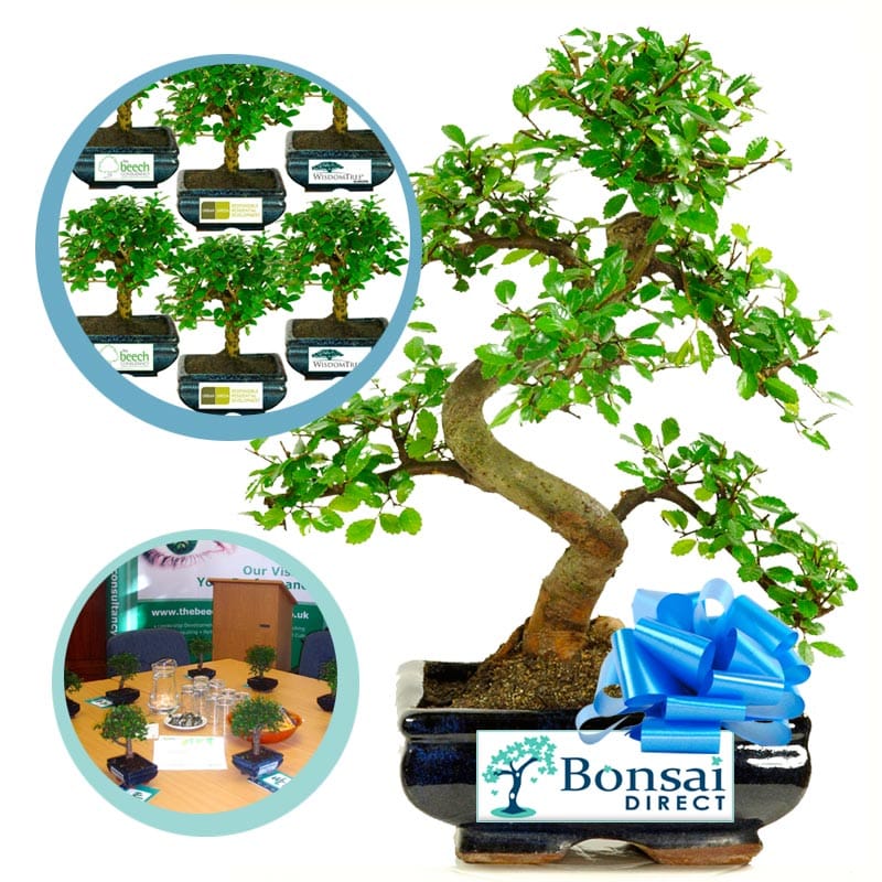 Corporate bonsai tree kits for sale