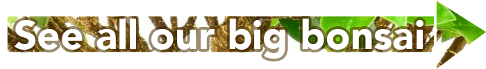 big bonsai trees, large bonsai trees, best bonsai trees