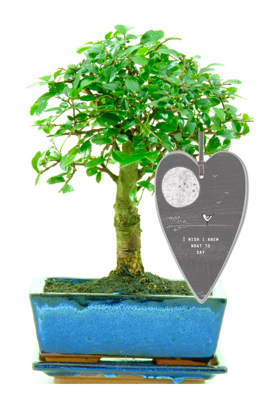 I wish i knew what to say bonsai tree gift