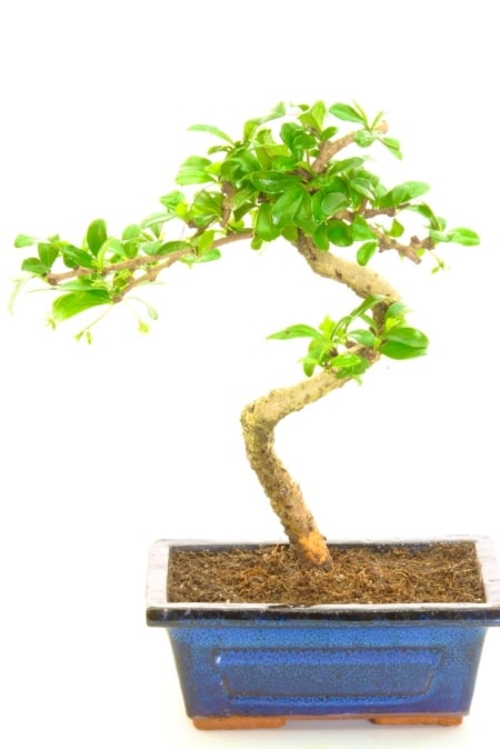 Oriental tea tree seconds