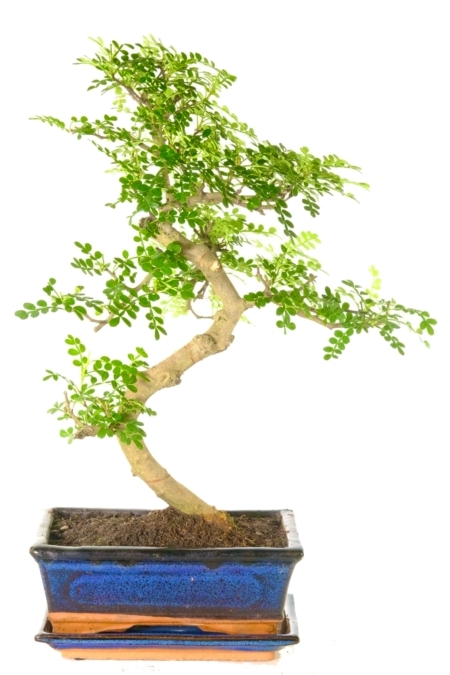 12 year old Zanthoxylum piperitum / Aromatic Pepper bonsai tree for sale UK