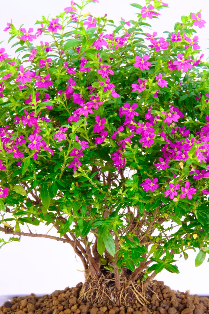 In full bloom though summer months