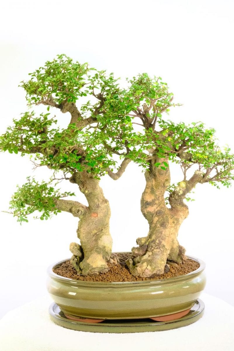 Magnificent Twin Chinese Elm Bonsai for sale