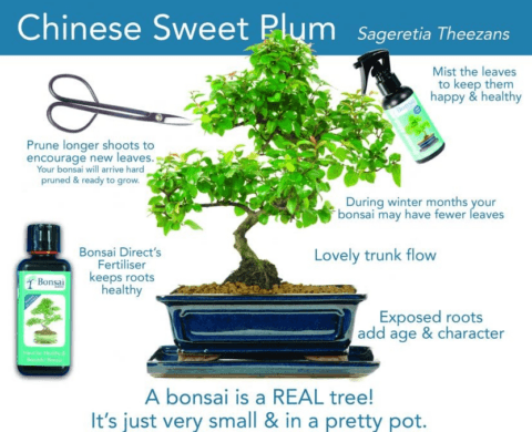 Chinese Sweet Plum bonsai tree care sheet
