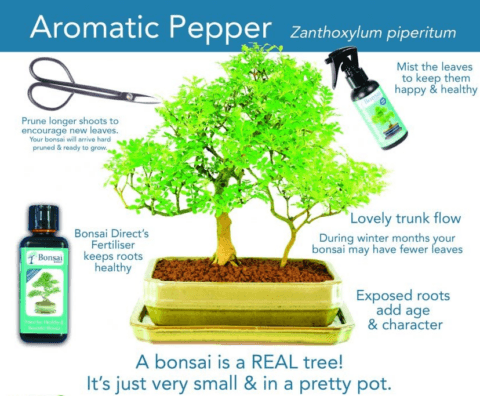 Zanthoxylum piperitum or Aromatic Pepper bonsai tree care sheet